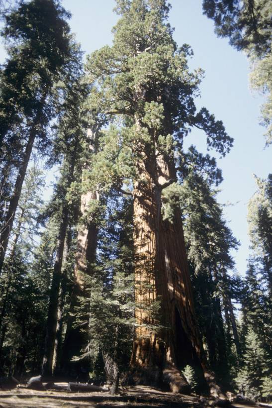 Los árboles viejos y grandes crecen más rápido y almacenan más carbono