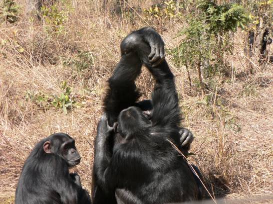 Chimpanzees also have ‘influencers’ that they imitate to groom themselves