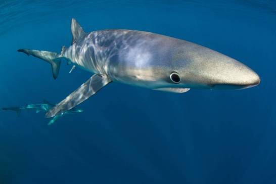 Marine predators will suffer great habitat loss by 2100 due to the climate crisis