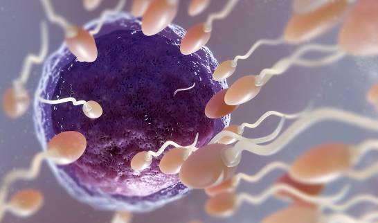 Sperm do not have mitochondrial DNA, so it is only inherited from the mother