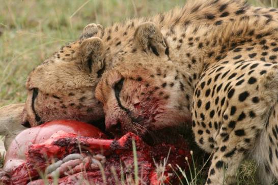 Los guepardos usan más la astucia que la velocidad contra hienas y leones