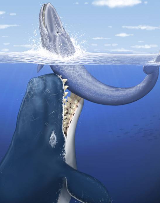 Dientes de ballena en acción