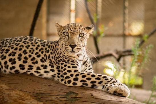 Arabian leopard genome sequenced
