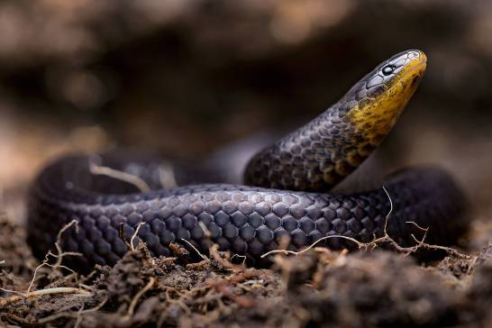 Tre nuove specie di serpenti si nascondevano nei cimiteri e nelle chiese dell’Ecuador