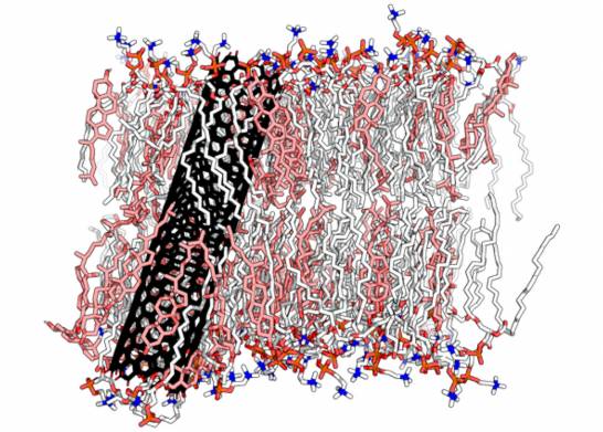 Un nuevo modelo simula las acumulaciones de lípidos en las membranas  celulares