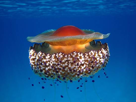 rociar Espacioso formato Una medusa mediterránea sobrevivirá al cambio climático