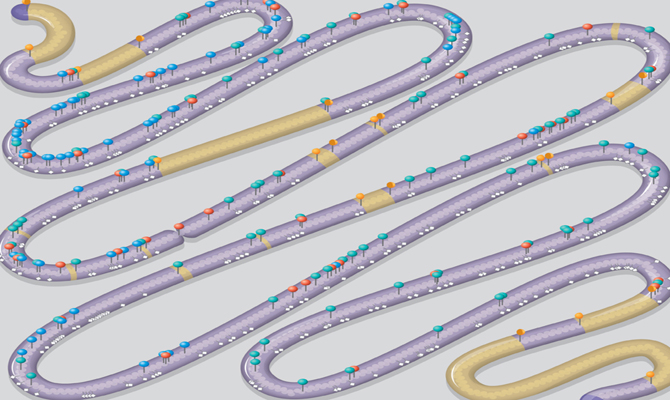 Ilustración del cromosoma de levadura representado en forma de serpiente. Aparecen marcadas las posiciones de los ‘cambios de diseño’ y los segmentos eliminados más o menos a escala. /Lucy Reading-Ikkanda
