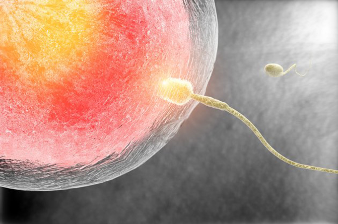 Un espermatozoide fecunda a un óvulo. / Fotolia