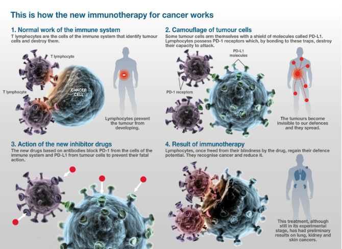 Why immunotherapy for cancer is the scientific breakthrough of the