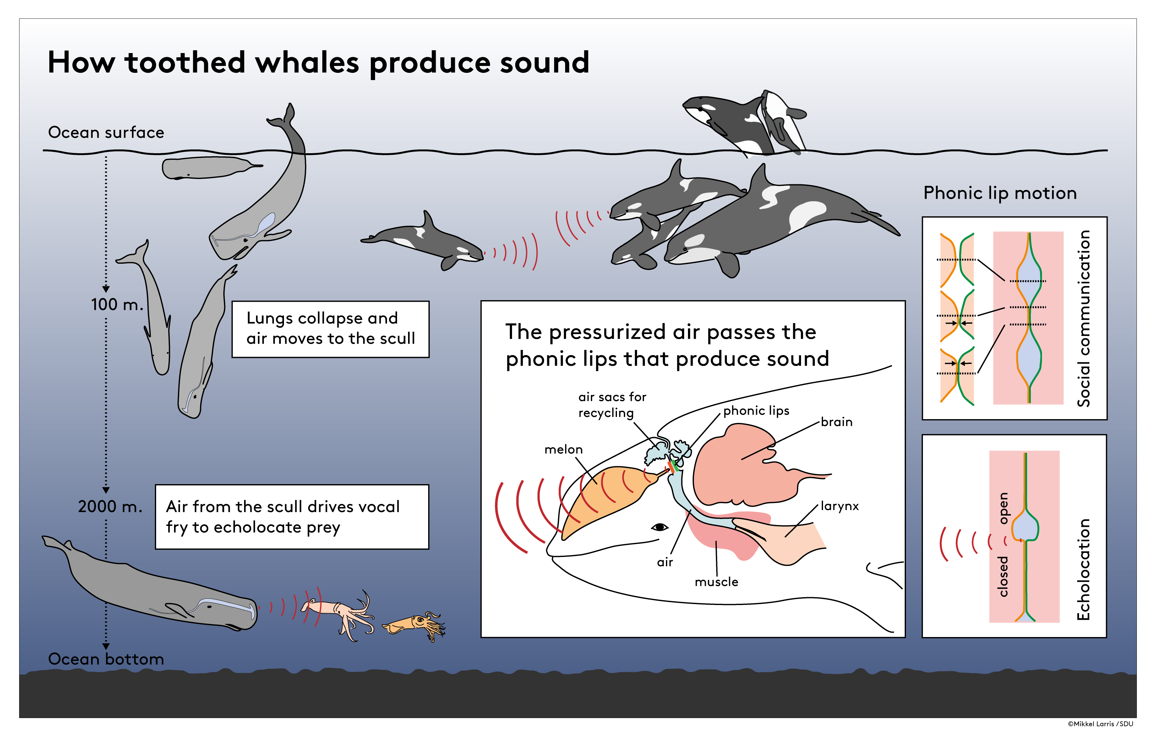 Las ballenas dentadas usan sonidos graves para cazar en las profundidades