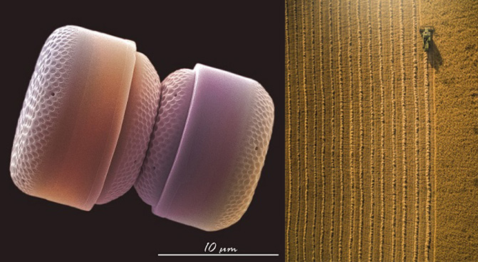 Nanoplancton calcáreo y Geometrías sostneibles.